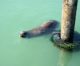 Seelöwe am Pier 39