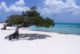 Divi Divi Tree auf Aruba