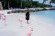 Mit Flamingos am Strand in Aruba