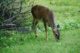 Key Deer auf Big Pine Key