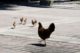Hühner auf Key West