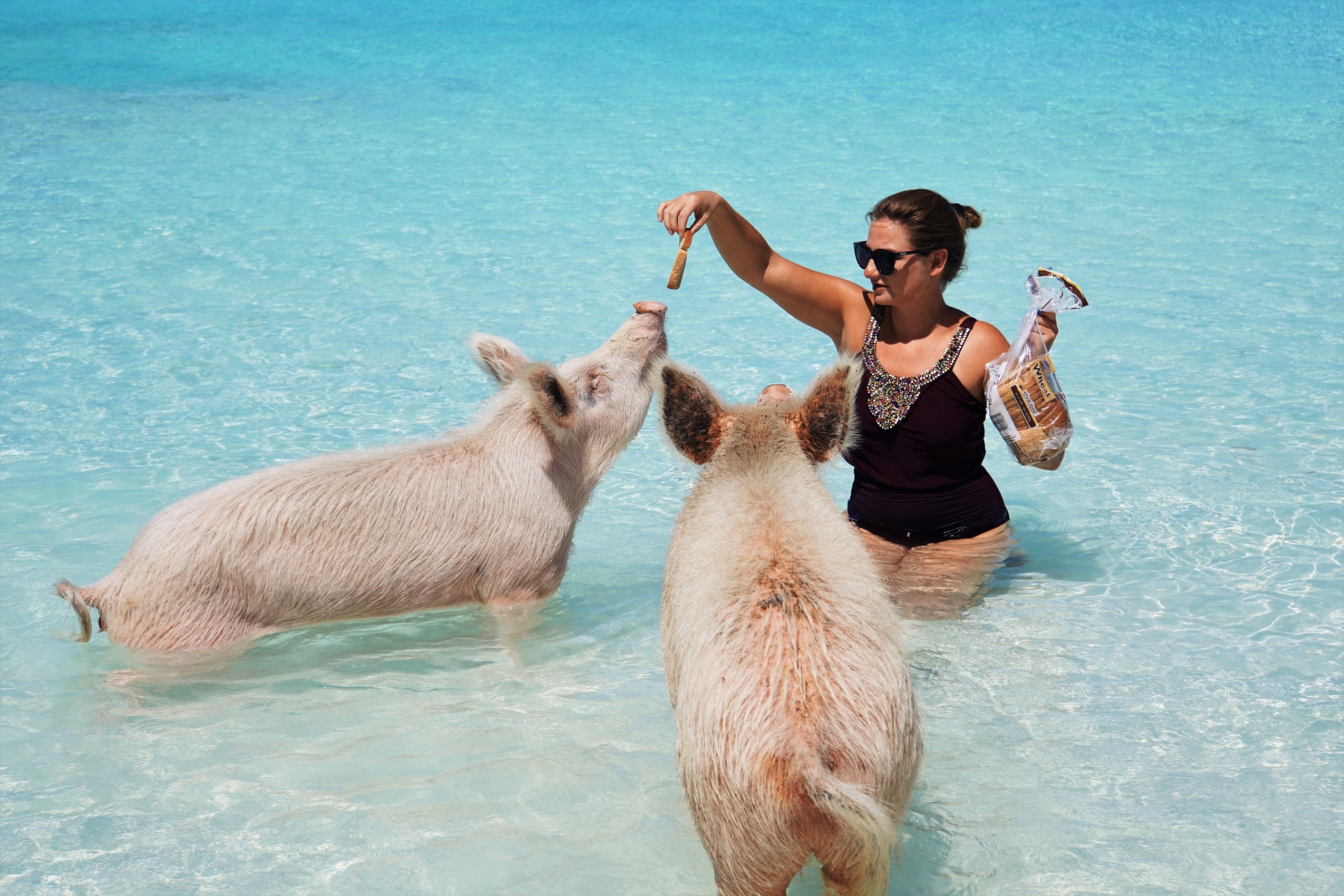 Schwimmen mit den Bahamas Schweinen