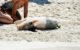 Schweine streicheln am Pig Beach Exumas