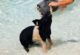 Schweine im Wasser Bahamas Exuma Islands
