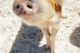 Photobomb Schwein Bahamas