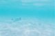 Exuma Highlights Stachelrochen schwimmen