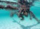 Fische auf Jamaika mit GoPro