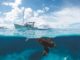 Schnorcheln mit Schildkröten auf Curacao