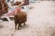 Schweine am Strand auf Curacao