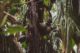 Coco de Mer im Vallee de Mai auf Praslin