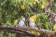 Vogelschutzgebiet Cousin Island Seychellen