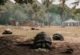 Schildkrötenfarm Curieuse Island Seychellen