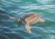 Meeresschildkröten Kefalonia Hafen