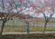 Mandelblüte Pfalz