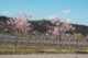 Wachtenburg Mandelblüte