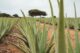Aruba Aloe Factory