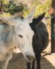 Aruba Sehenswürdigkeiten Donkey Sanctuary
