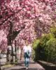 Marburg Kirschblüte